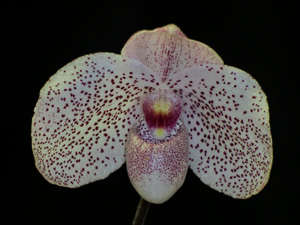 Paphiopedilum Vanda M. Pearman 'Conrad' AM 83